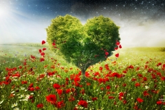 green_love_heart_tree_poppies-1920x1080