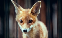 ANIMALI