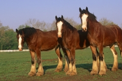 animals-692