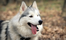 CANI