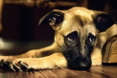 animals-dogs-10