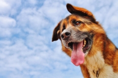 animals-dogs-12