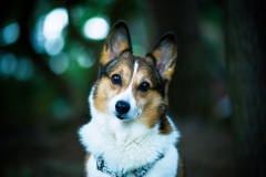 animals-dogs-16