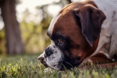 animals-dogs-17