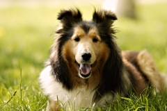 animals-dogs-18