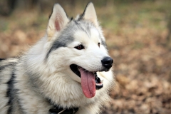 animals-dogs-2