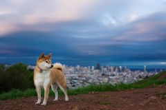animals-dogs-20