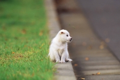 animals-dogs-31