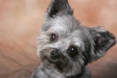 animals-dogs-32