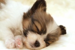 animals-dogs-34