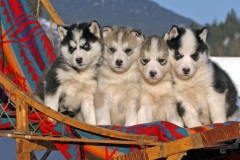 animals-dogs-36