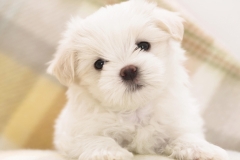 animals-dogs-37