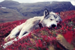 animals-dogs-38