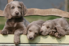 animals-dogs-39