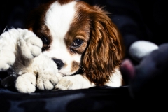 animals-dogs-4