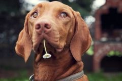 animals-dogs-42