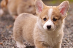 animals-dogs-48