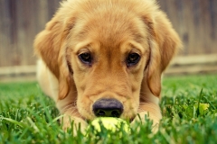 animals-dogs-5