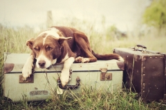animals-dogs-7