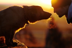 animals-dogs-9