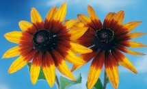 FIORI