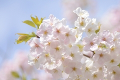 flowers-111
