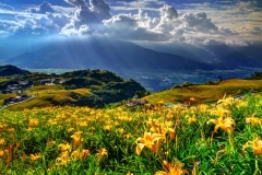 flowers-112