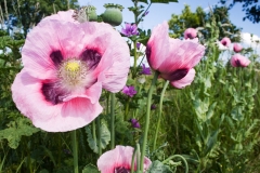 flowers-13