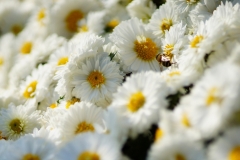 flowers-140