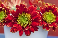 flowers-18