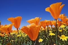 flowers-2