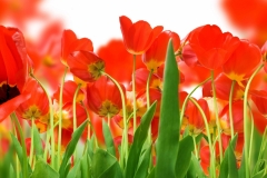 flowers-25