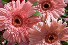 flowers-27