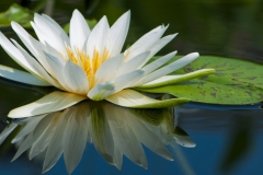 flowers-3