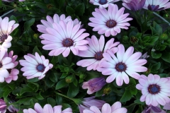 flowers-32