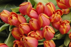 flowers-36