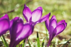 flowers-4