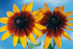flowers-5