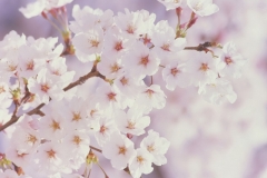 flowers-6