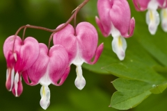 flowers-66