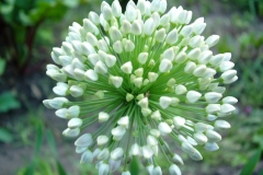 flowers-7