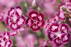flowers-74