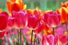 flowers-76