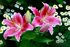 flowers-93