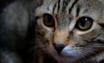 GATTI
