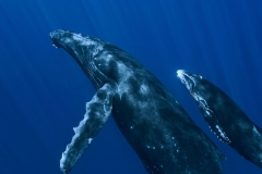 animals-sea-15