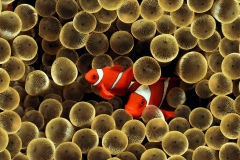 animals-sea-19