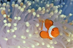 animals-sea-29