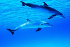 animals-sea-42