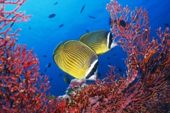 animals-sea-7